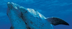Dolphin: A 3D Adventure